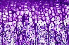 Histology